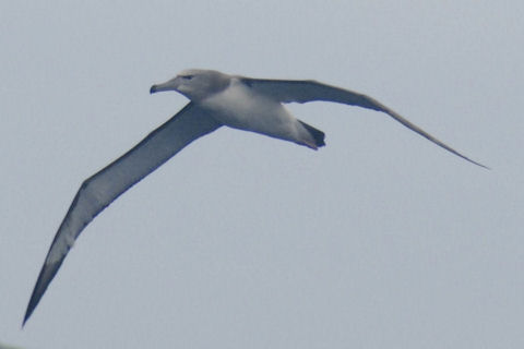 Shy Albatross (Thalassarche cauta)